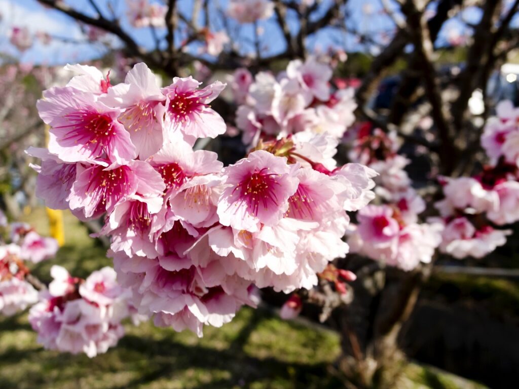 寒緋桜（カンヒザクラ）