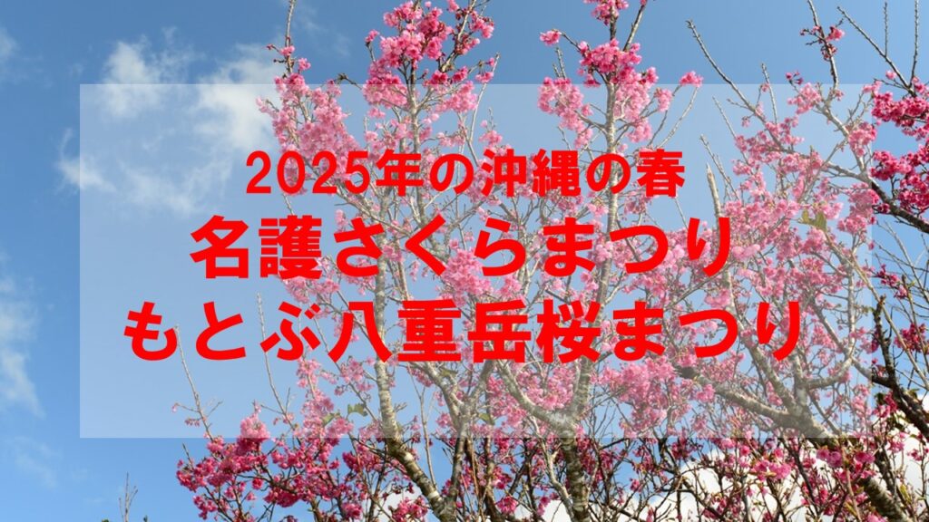 沖縄の春を満喫！2025年名護さくらまつり＆もとぶ八重岳桜まつり