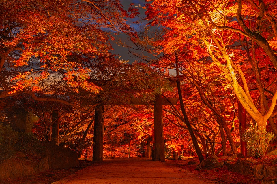 竈門神社ライトアップ2025：福岡県太宰府で楽しむ紅葉と幻想的な夜景