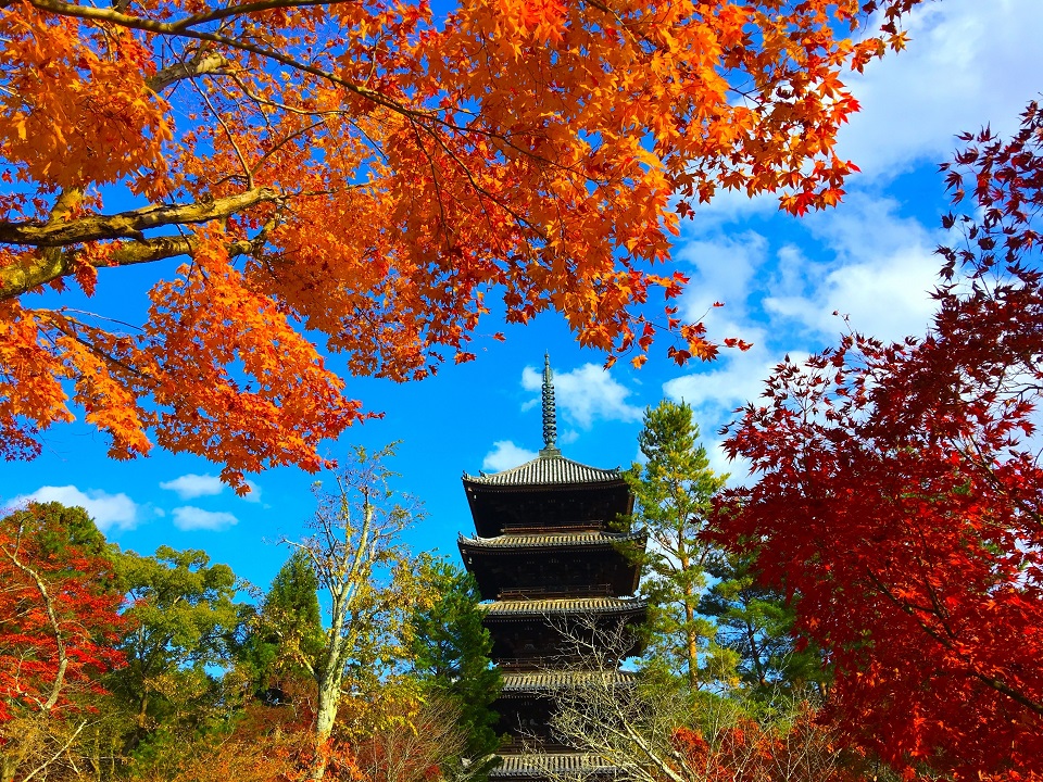 【2025年版】京都紅葉ライトアップおすすめ穴場6選：高台寺・仁和寺・妙顕寺など