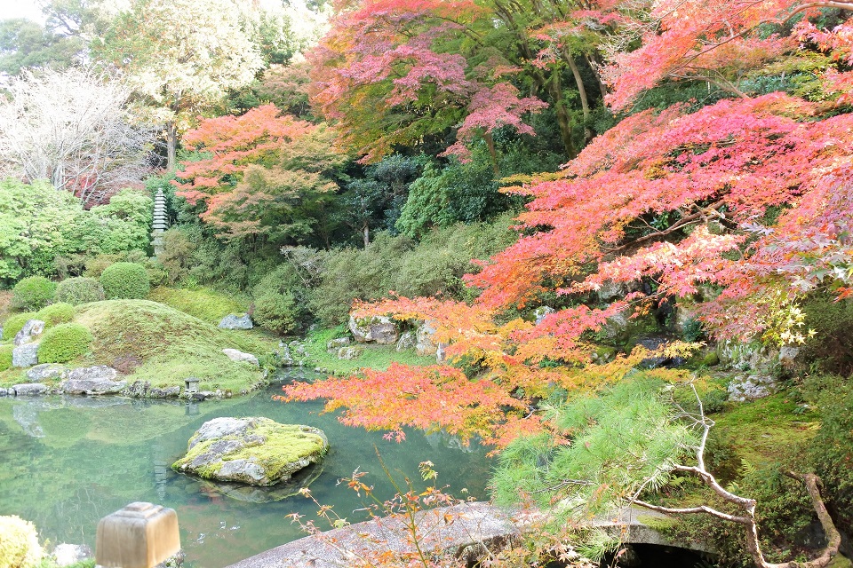 京都・清水寺から徒歩圏!青蓮院の紅葉ライトアップは穴場
