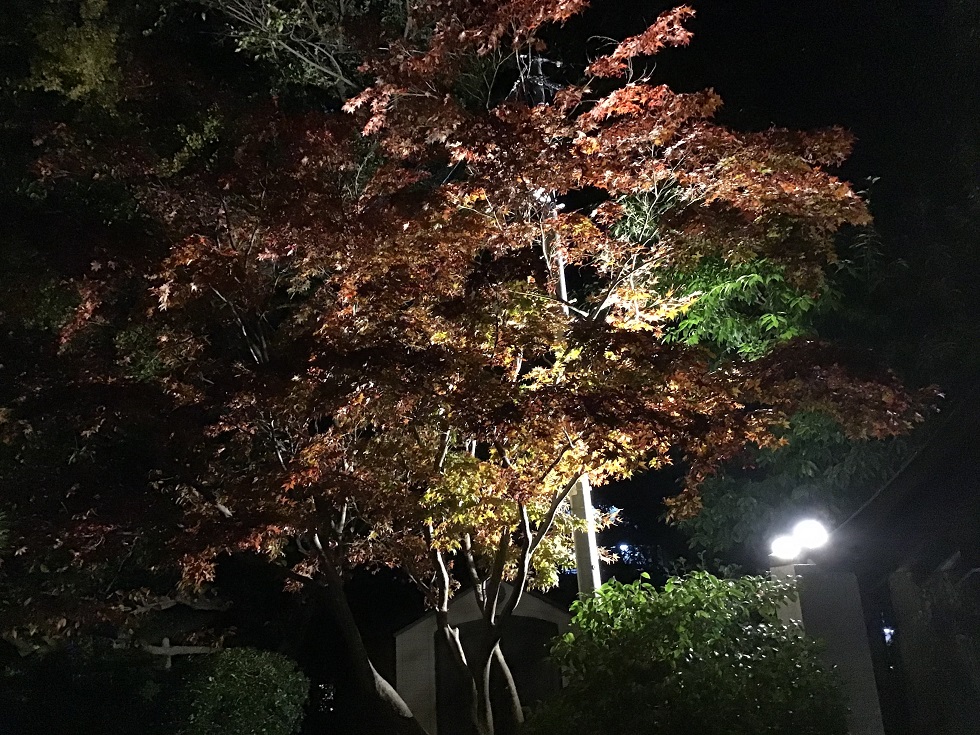 福岡・紅葉八幡宮ライトアップ2025:もみじ祭で楽しむ幻想的な秋夜