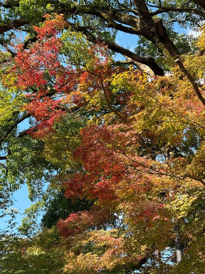 竈門神社ライトアップ2025：福岡県太宰府で楽しむ紅葉と幻想的な夜景