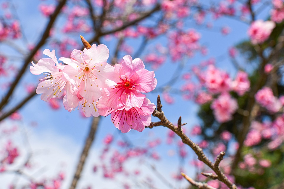 一足早く春を感じさせる沖縄の寒緋桜