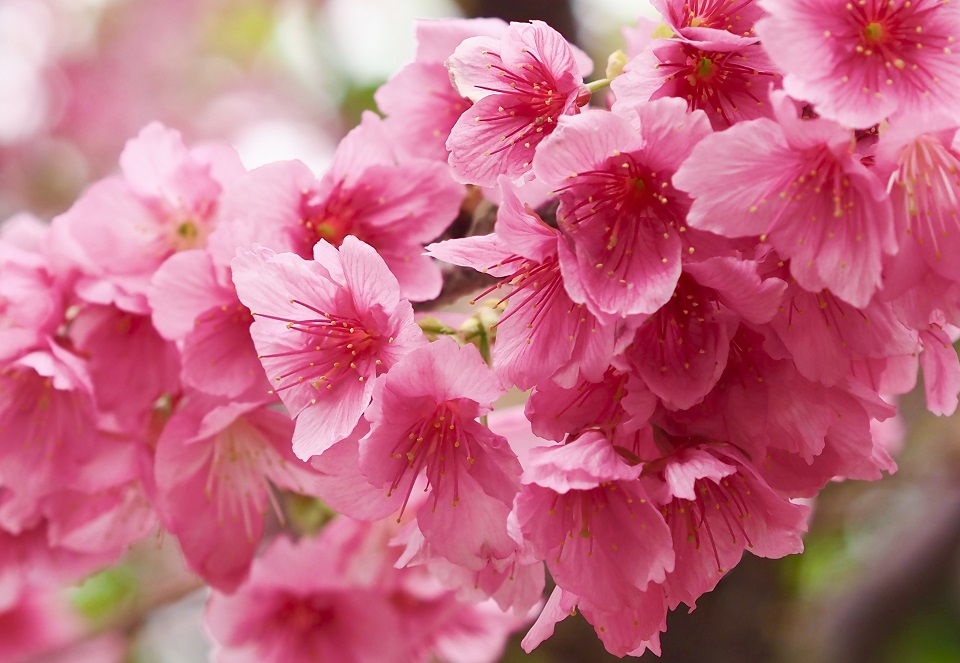 冬の沖縄で一足早く咲き誇る寒緋桜の花