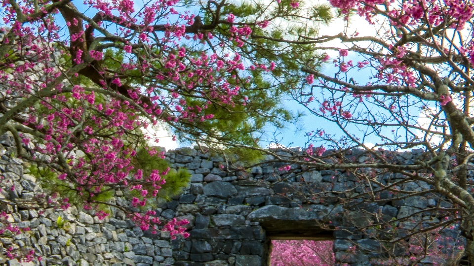 名護市街地で咲く寒緋桜とさくらまつり会場周辺の風景