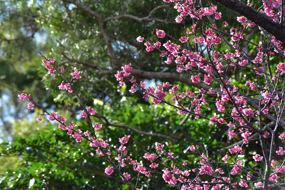 八重岳の山道に沿って咲き誇る寒緋桜