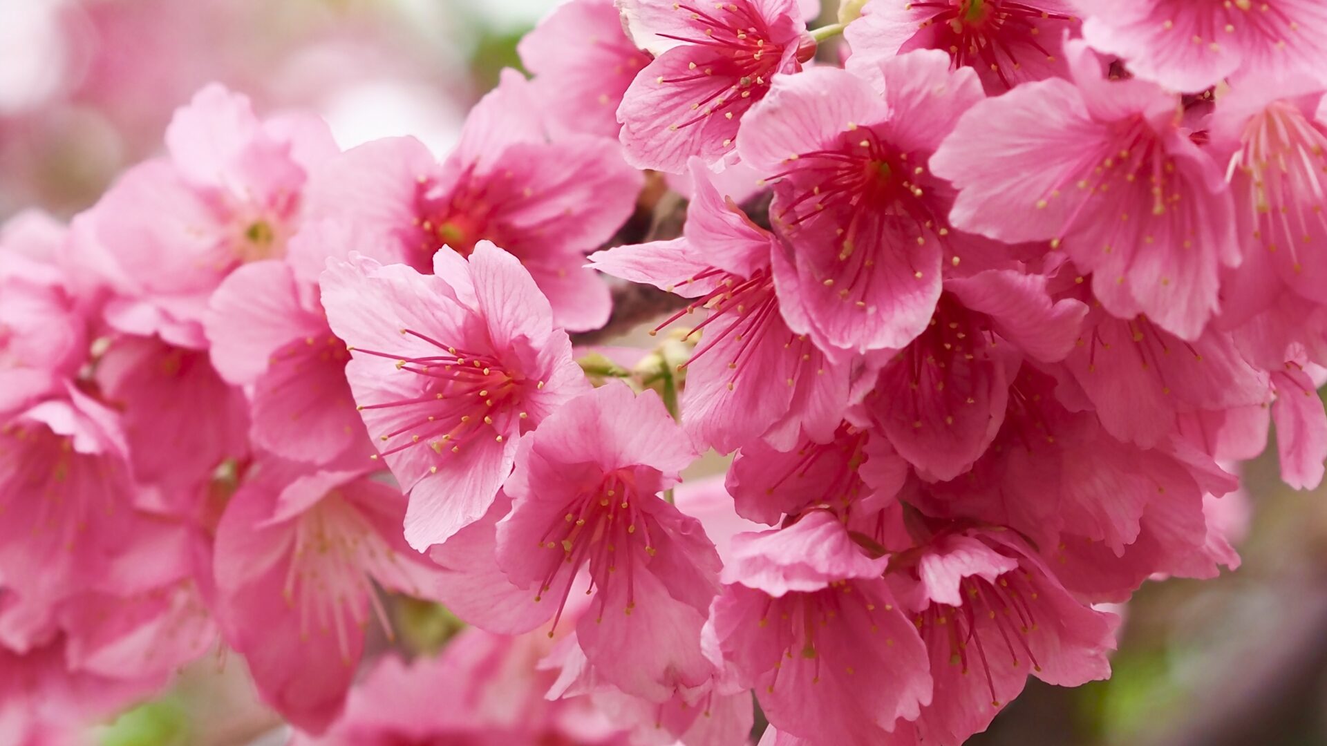冬の沖縄で一足早く咲き誇る寒緋桜の花