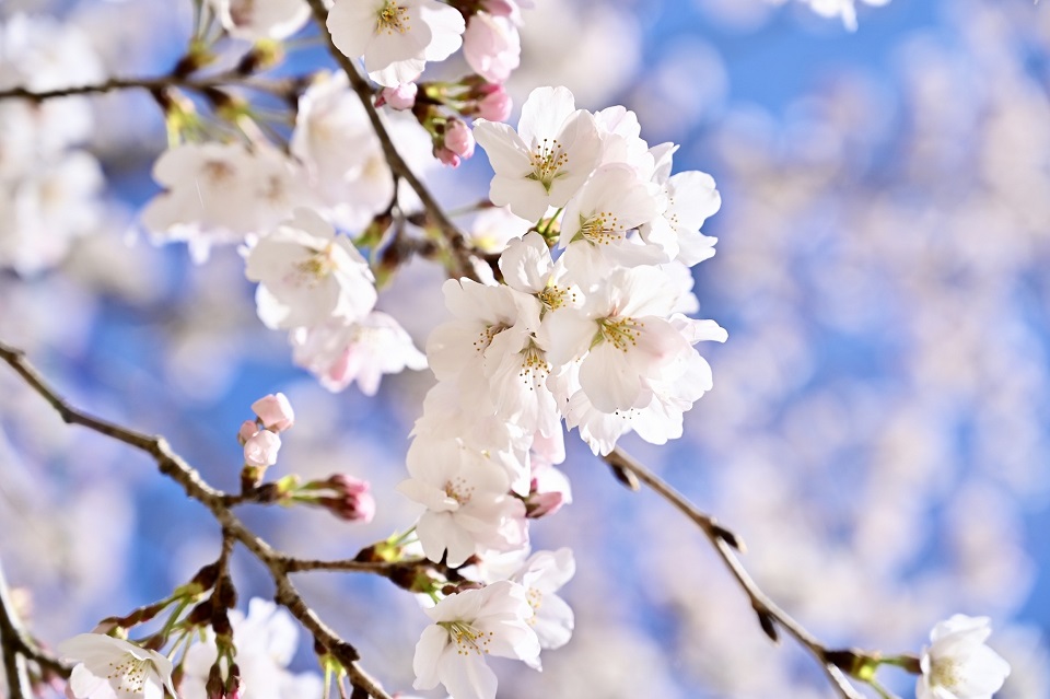 ソメイヨシノの花をアップで写した春らしい桜のクローズアップ写真